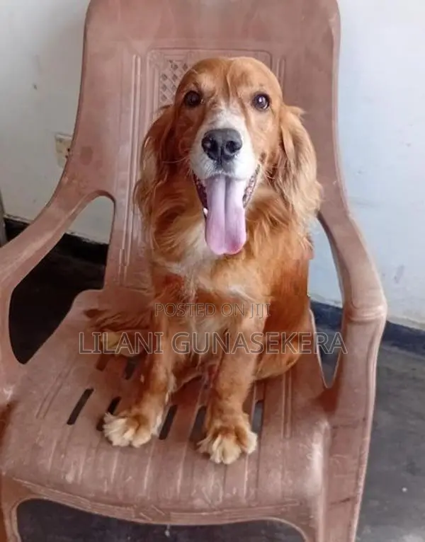 cocker spanial