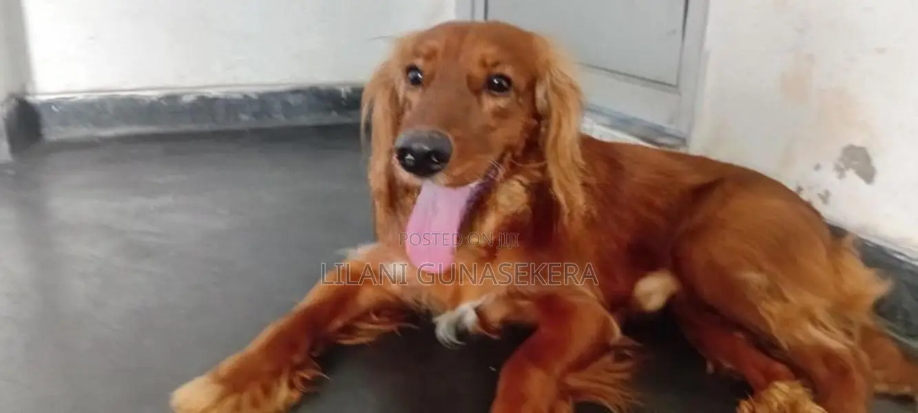 cocker spanial