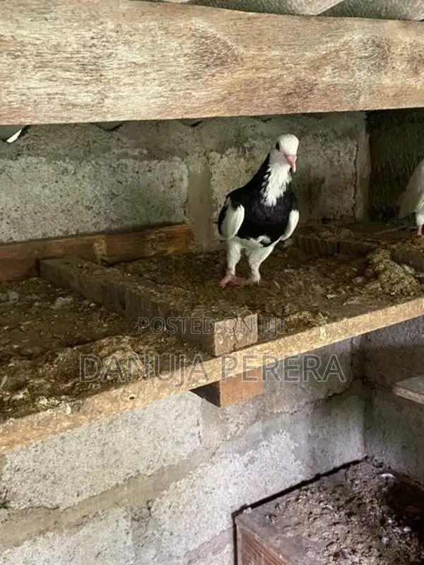Pigeons