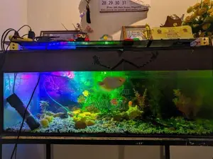 Fish Tank Set