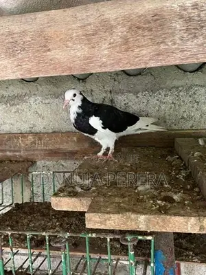 Pigeons