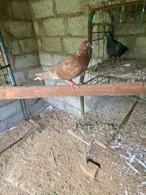 Pigeons