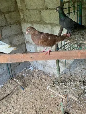 Pigeons