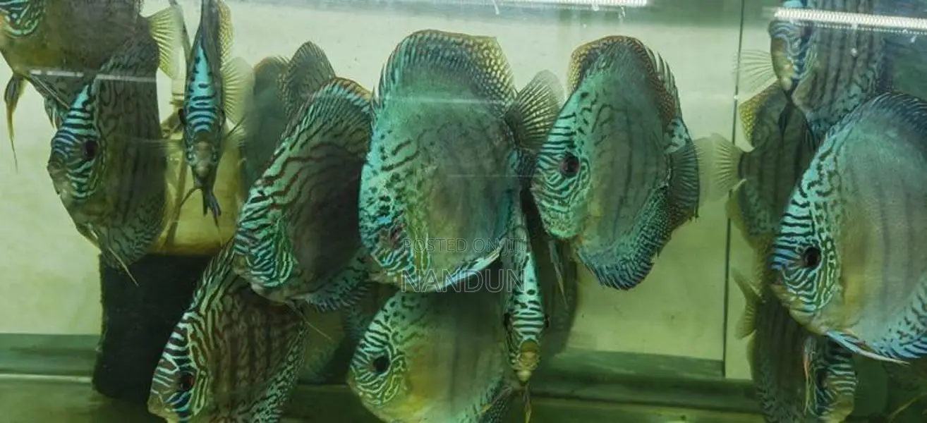 Discus Fish