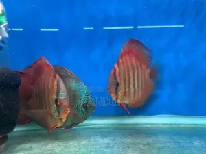 Discus Fish