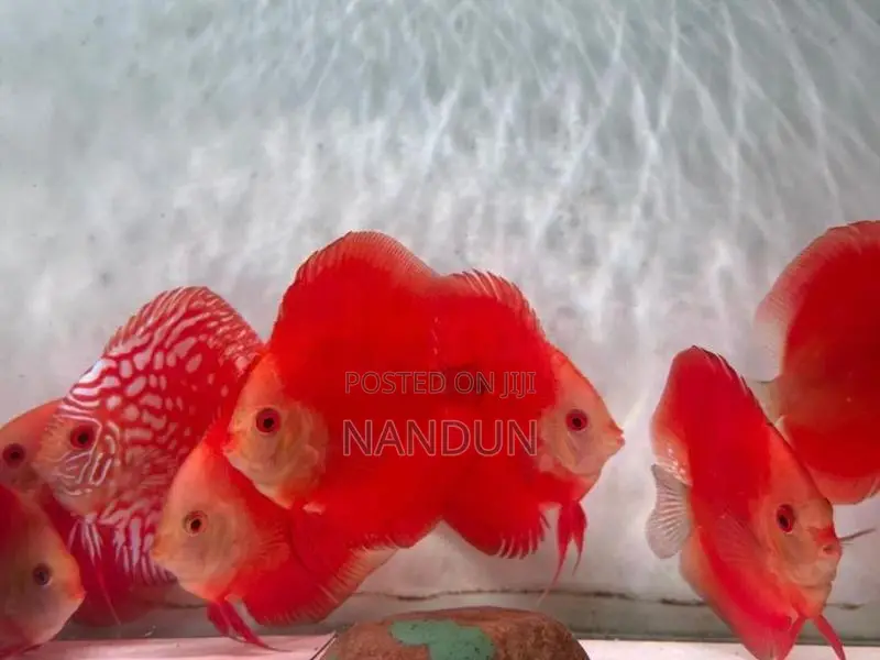 Discus Fish