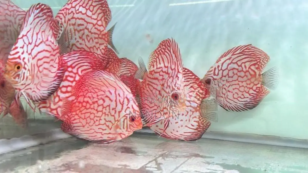 Discus Fish