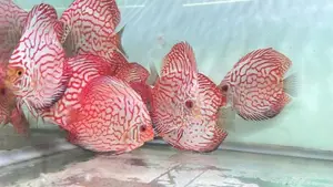Discus Fish