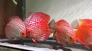 Discus Fish