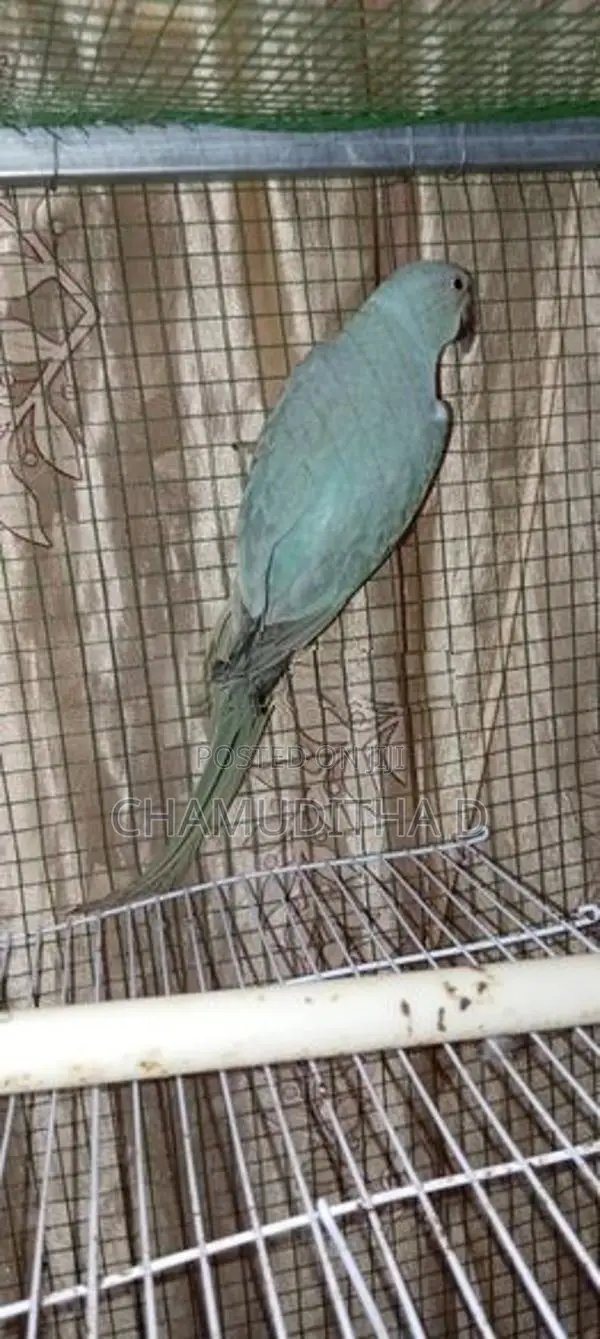 Indian Blue Ringneck