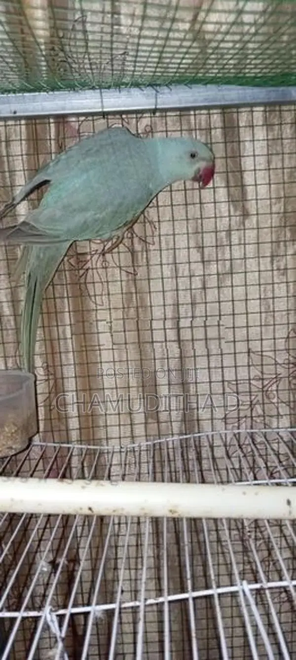 Indian Blue Ringneck