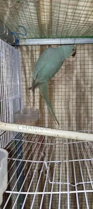 Indian Blue Ringneck