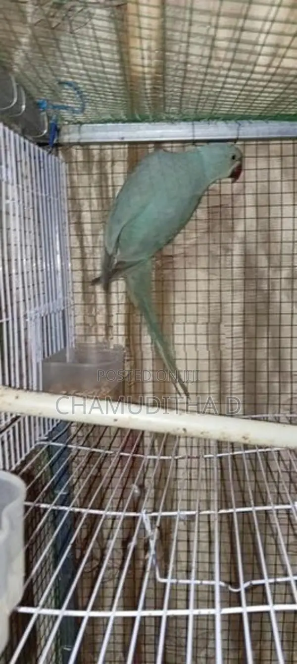 Indian Blue Ringneck