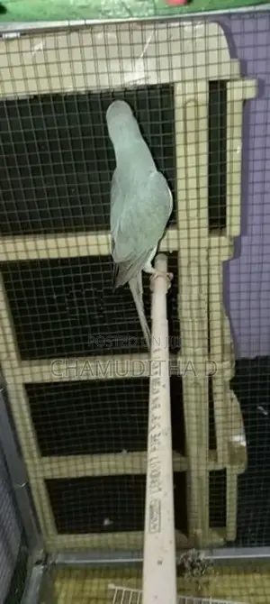 Indian Blue Ringneck