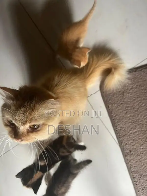Half Breed Persian Kittens