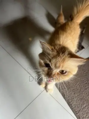 Half Breed Persian Kittens