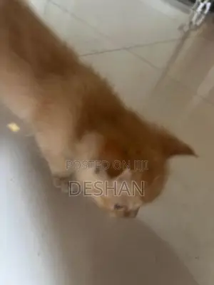 Half Breed Persian Kittens