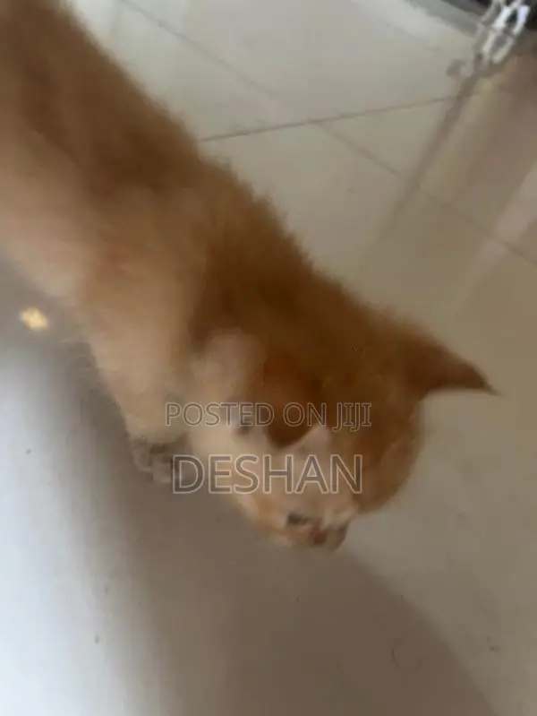 Half Breed Persian Kittens
