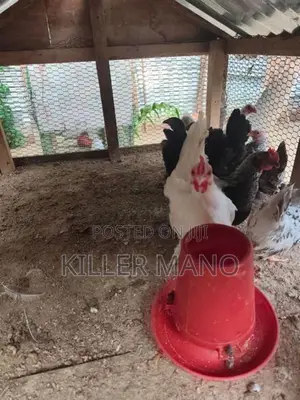 Bantam Chickens