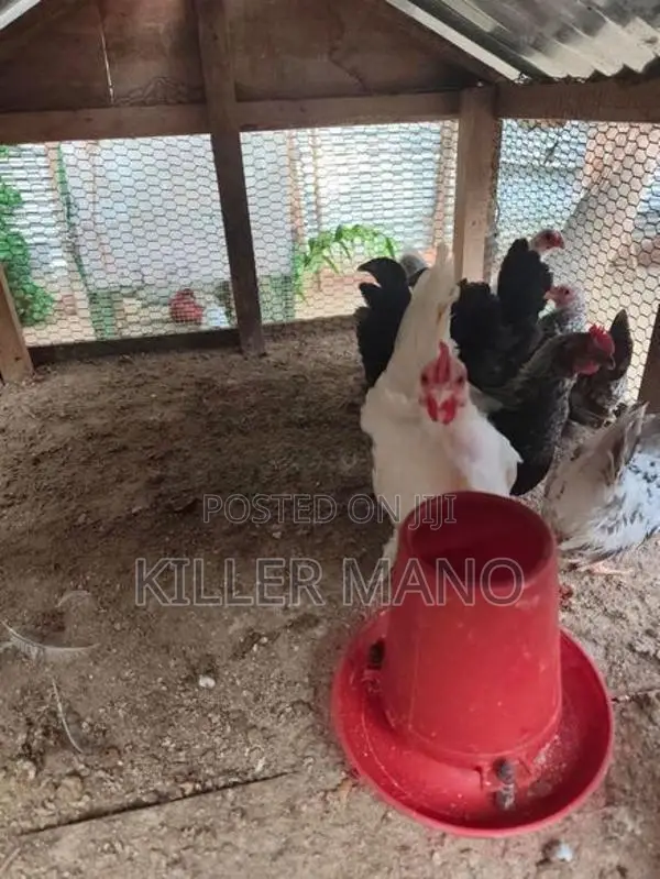 Bantam Chickens