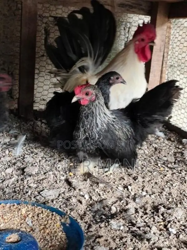Bantam Chickens