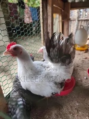 Bantam Chickens