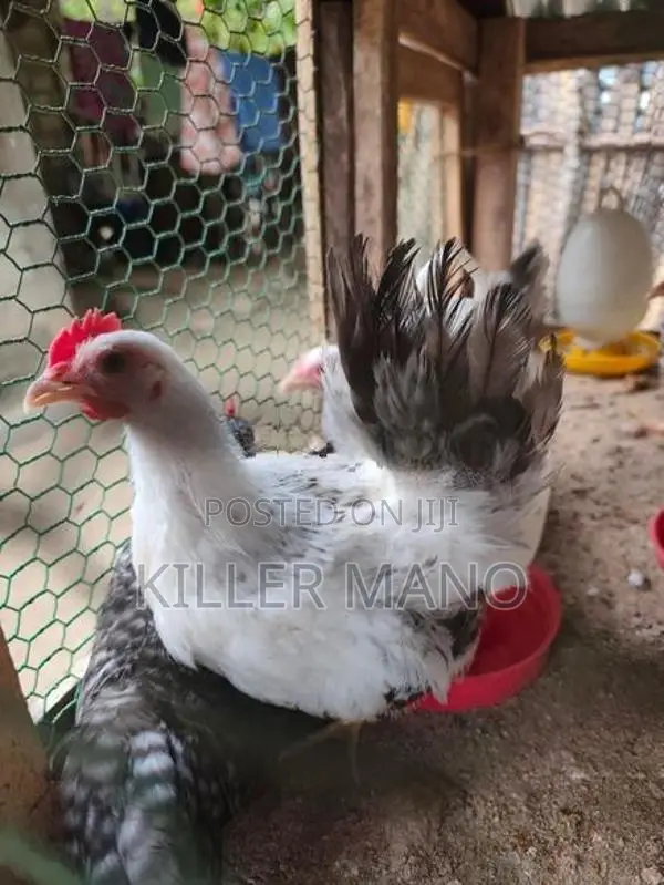 Bantam Chickens
