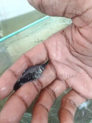 Molly Fish