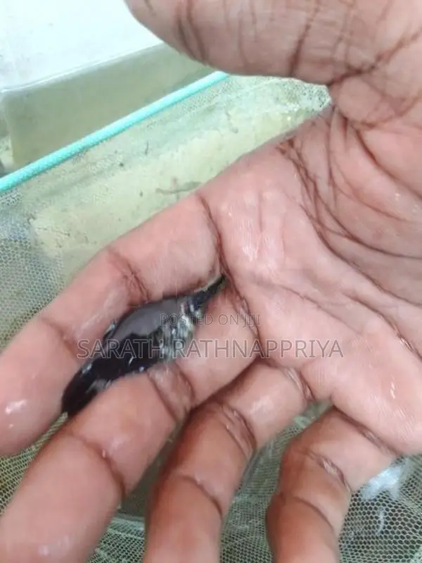 Molly Fish