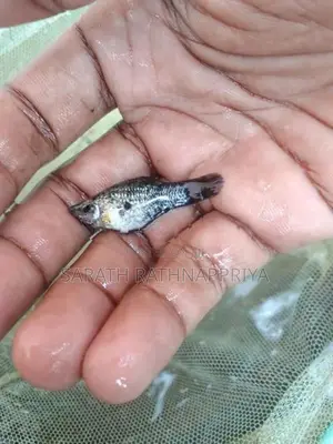 Molly Fish