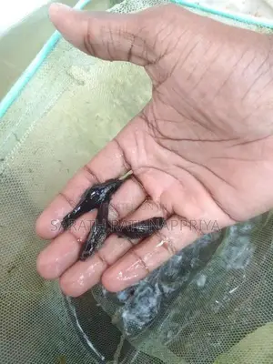 Molly Fish