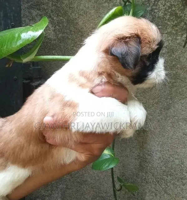 Shih Tzu Puppies