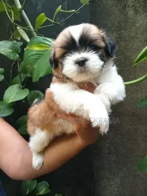 Shih Tzu Puppies