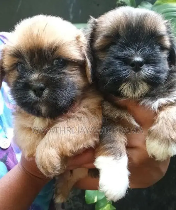 Shih Tzu Puppies