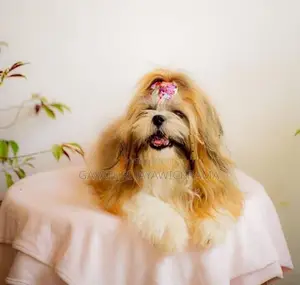 Shih Tzu Puppies