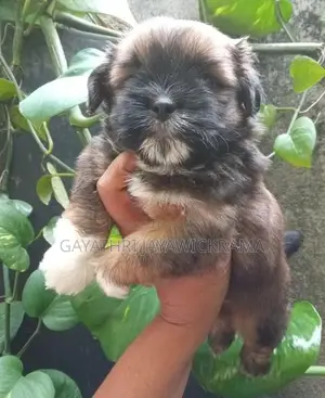 Shih Tzu Puppies