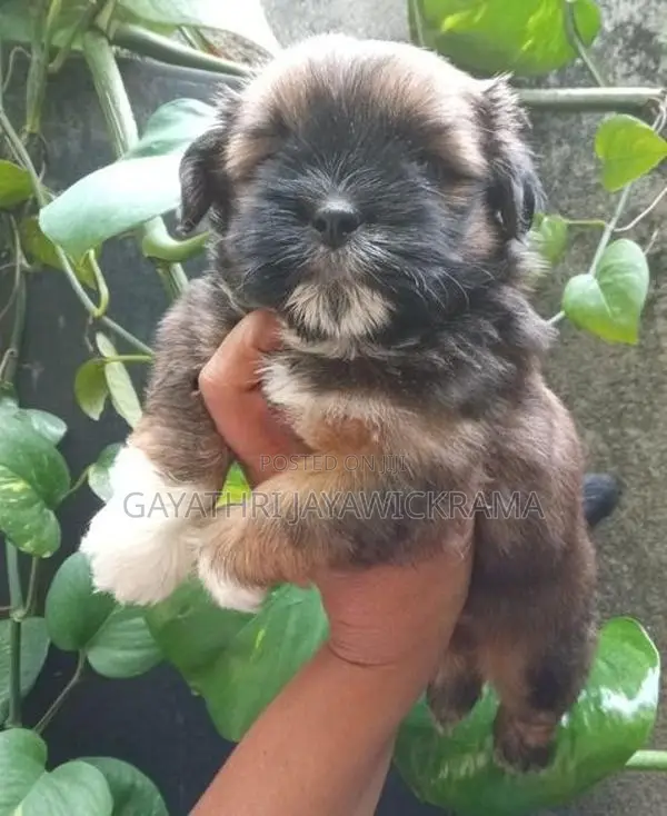 Shih Tzu Puppies