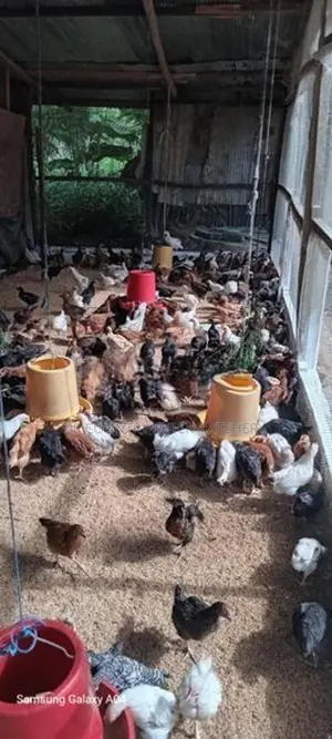 පිරිමි කුකූල් පැටවු