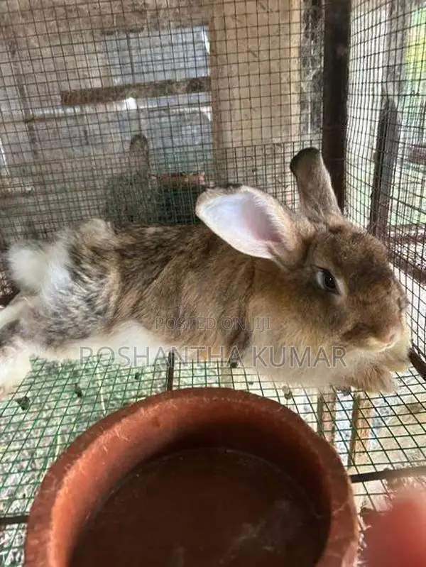 Rabbit