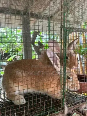 Rabbit