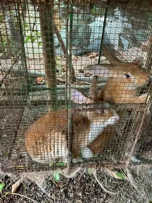 Rabbit