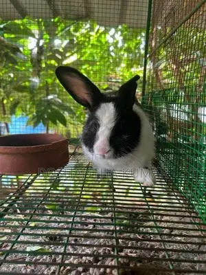 Rabbit