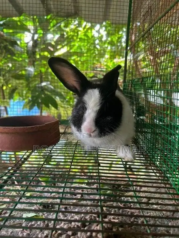 Rabbit