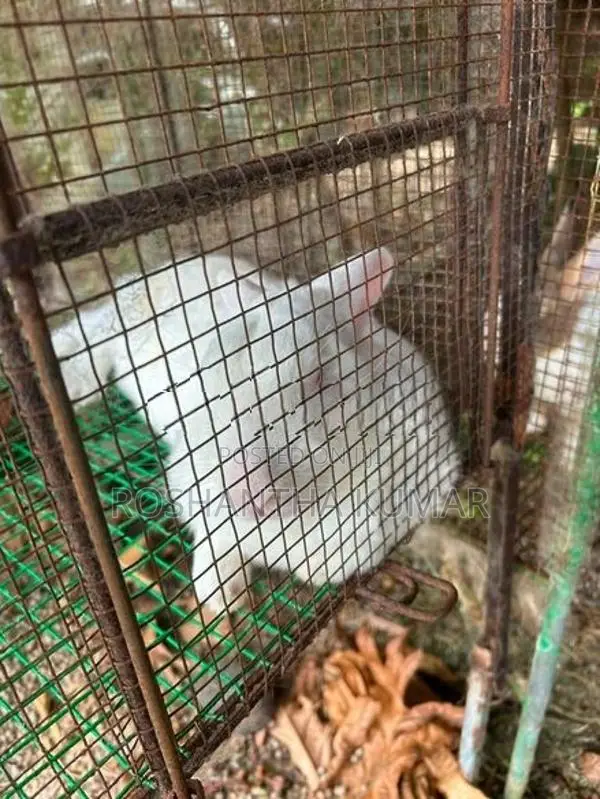 Rabbit
