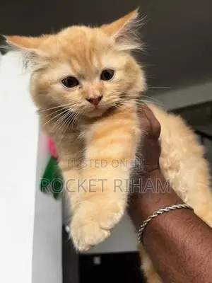 Persian Cat