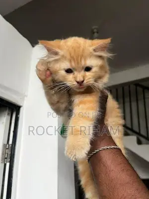 Persian Cat