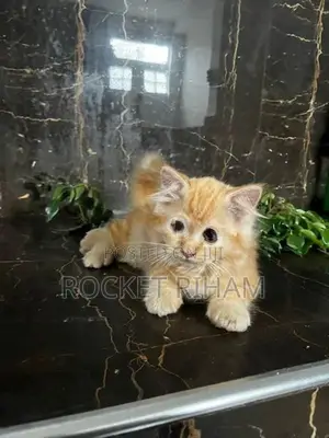 Persian Cat