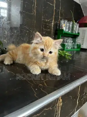 Persian Cat