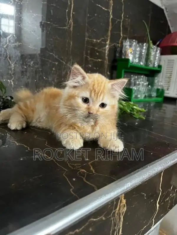 Persian Cat