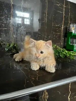 Persian Cat
